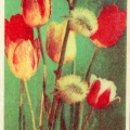 Tulips 1979.jpg