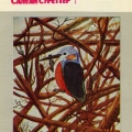 kingfisher-Zimorodok-Alcedo.jpg