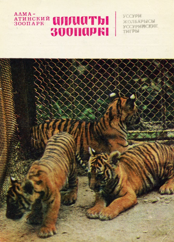 Уссурийские тигры.jpg