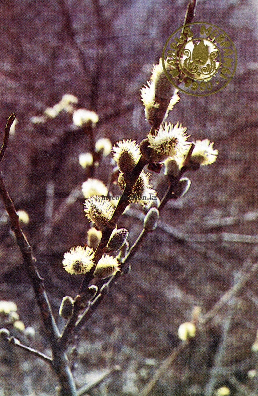 Цветущая верба 1990 Blooming willow.jpg